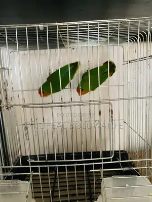 Love Bird Parrot