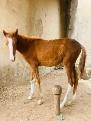 Both Sex Horses Growers Available for Sale Dm if Seriously Interested
