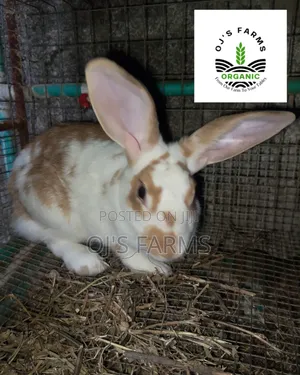 Exotic Breeds of Rabbits Available for Sales