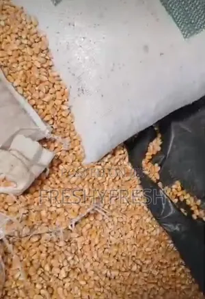 White and Yellow Maize