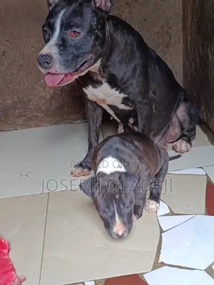 1-3 months Female Purebred American Pit Bull Terrier