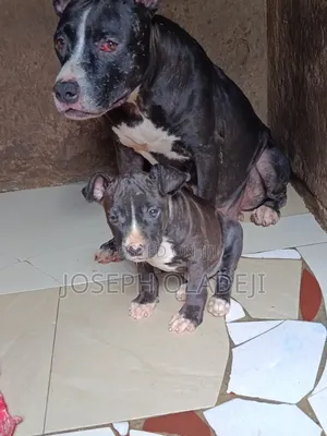 3-6 months Female Purebred American Pit Bull Terrier