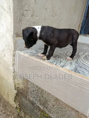 3-6 months Female Purebred American Pit Bull Terrier