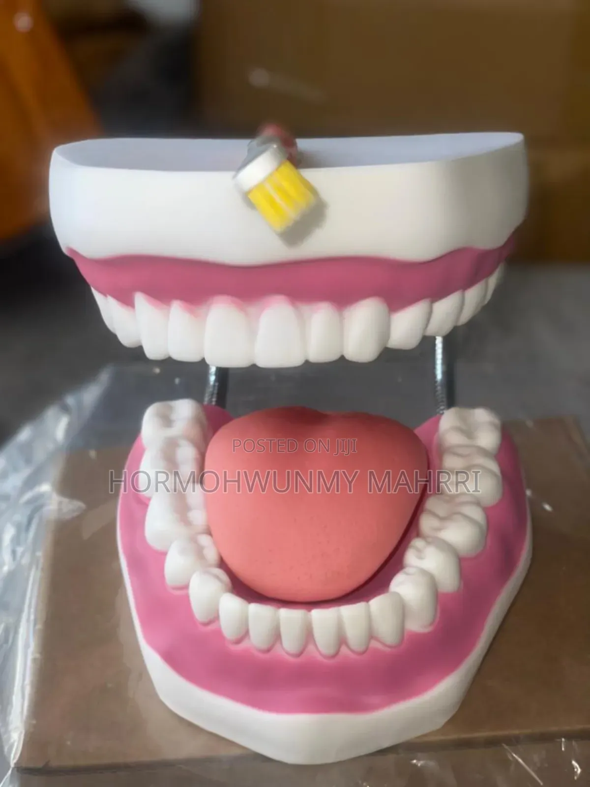 Dental /Teeth Model