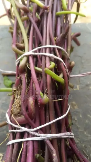Ofsp Sweet Potatoes Vines