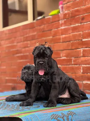 1-3 months Female Purebred Cane Corso