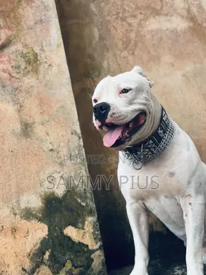 1+ year Male Purebred American Pit Bull Terrier
