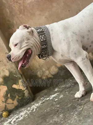 1+ year Male Purebred American Pit Bull Terrier