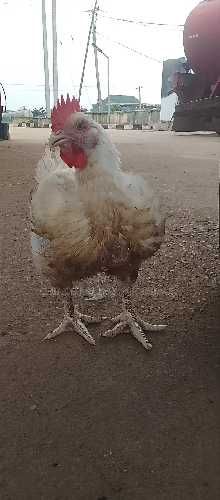 Broiler Chickens