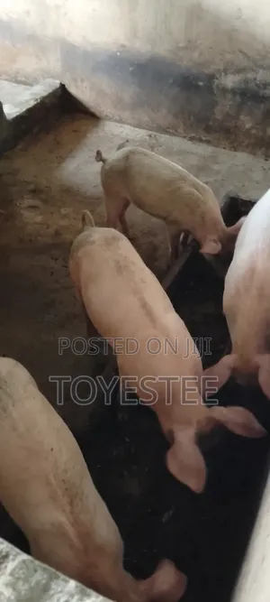 Piggery and Feeds