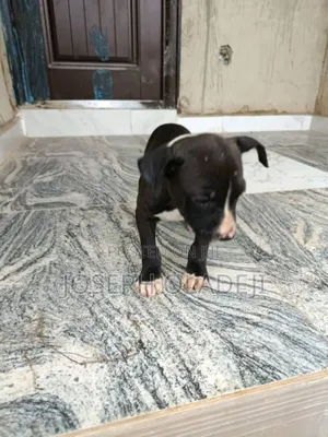 1-3 months Female Purebred American Pit Bull Terrier