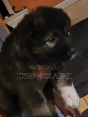 1-3 months Male Purebred Caucasian Shepherd