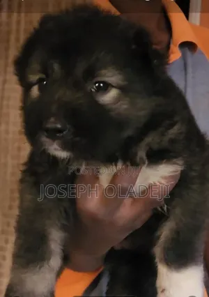 1-3 months Male Purebred Caucasian Shepherd