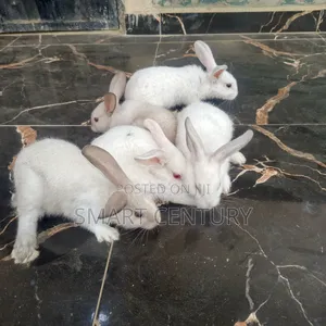 Rabbits for Sale - SMART CENTURY Price: ₦ 7,000 on Jiji.ng [Ado-Odo/Ota]
