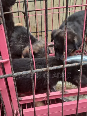 1-3 months Female Purebred German Shepherd
