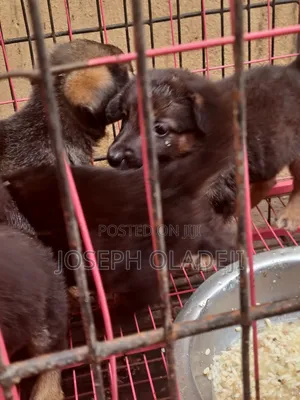1-3 months Female Purebred German Shepherd