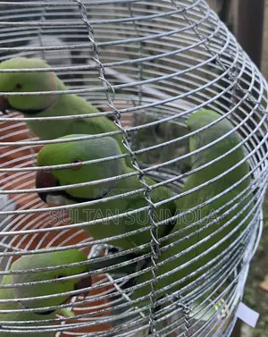 Indian Ringneck Parrots/ Parakeets