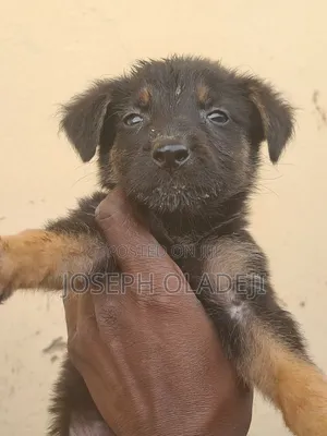 1-3 months Female Purebred German Shepherd