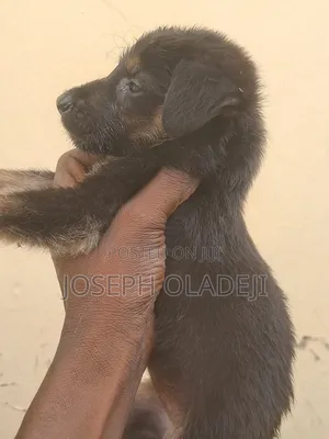 1-3 months Male Purebred German Shepherd