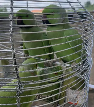 Indian Ringneck Parrots/ Parakeets
