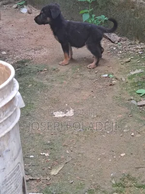 1-3 months Female Purebred German Shepherd
