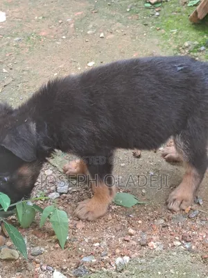 1-3 months Male Purebred German Shepherd