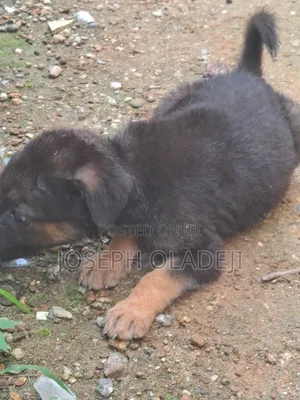 1-3 months Female Purebred German Shepherd