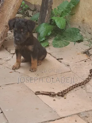 1-3 months Female Purebred German Shepherd