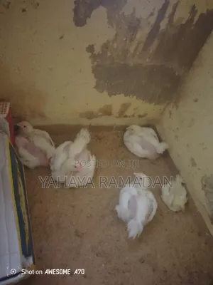 Chicken for December