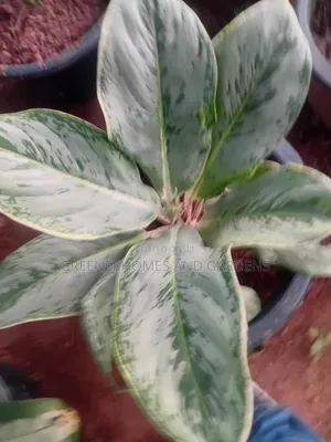 Indoor Plants