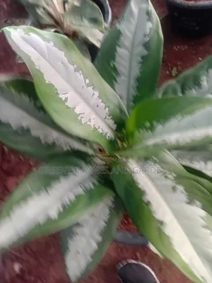 Indoor Plants