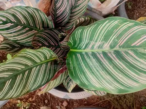 Calatheas Plant