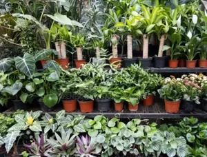 Mini Flower Pots/Planters
