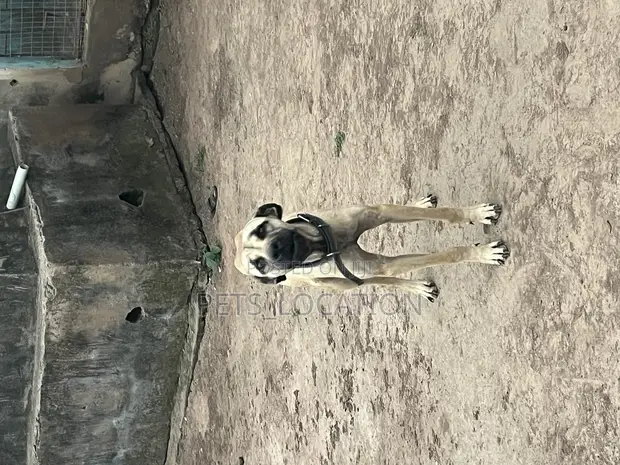 Male Boerboel Dog Month Old Boerboel 6-12 Months Male Purebred