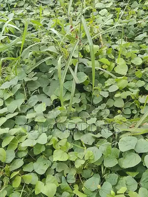 4 Plots of Land at Avu 3r Owerri for Sale