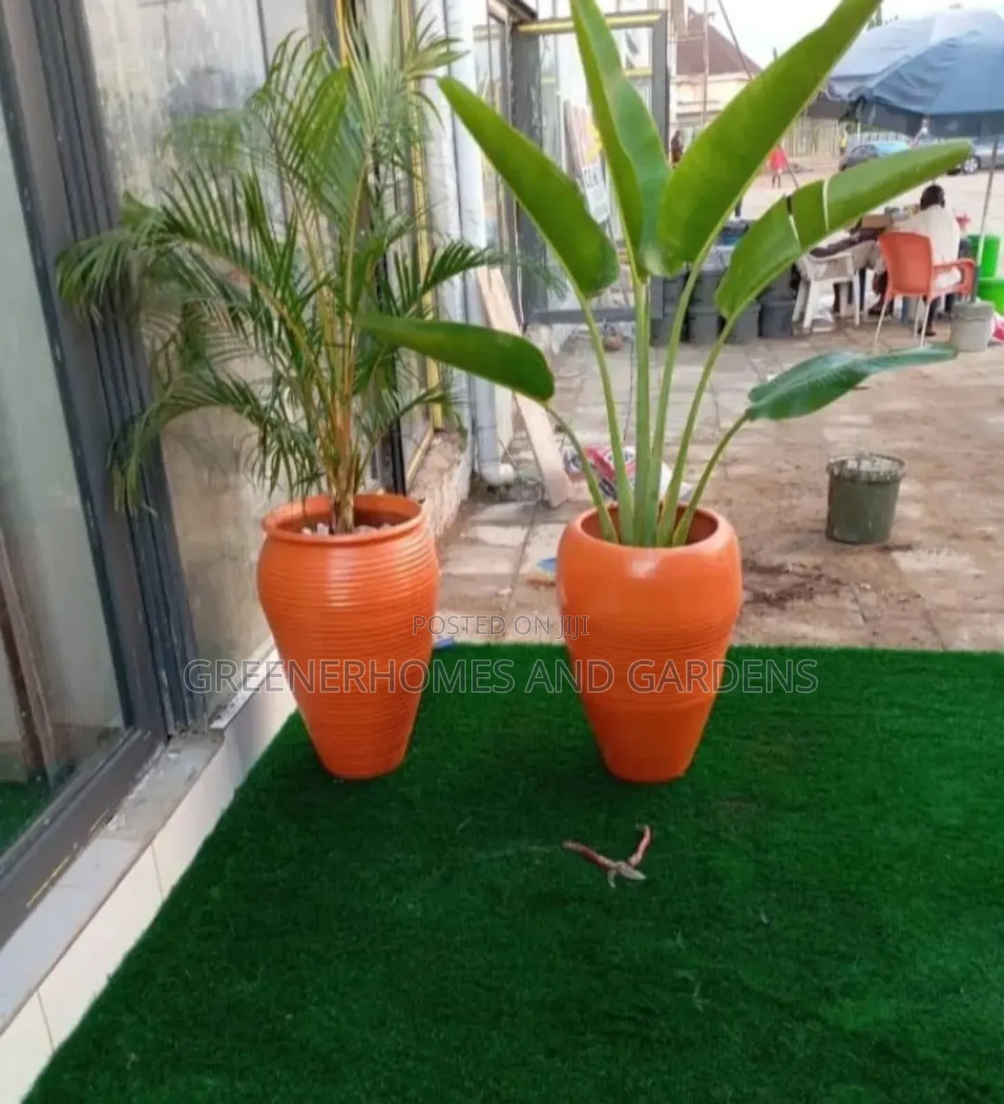 Outdoor Plants
