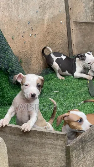 1-3 months Female Purebred American Pit Bull Terrier