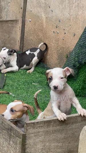 1-3 months Female Purebred American Pit Bull Terrier
