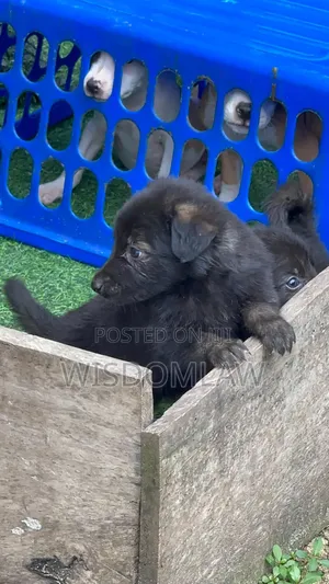 1-3 months Male Purebred German Shepherd