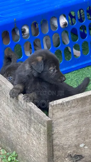 1-3 months Male Purebred German Shepherd