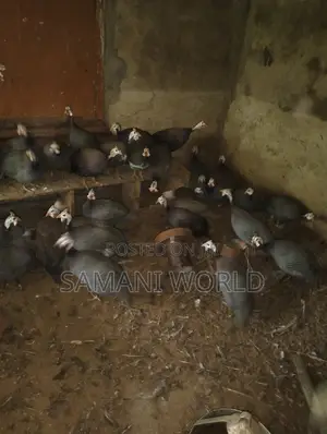 Guinea Fowls for Sale