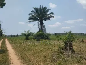100 Acres of Fertile Farmland – Okeho, Kajola Local Govt Oyo State