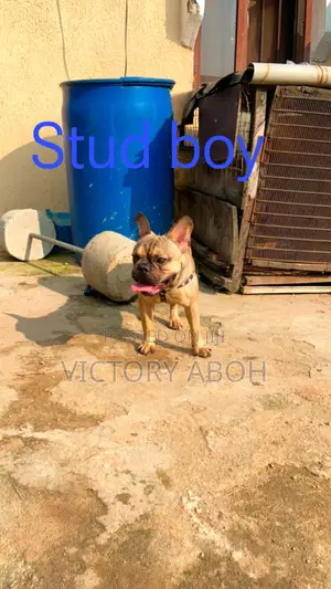 1+ year Male Purebred French Bulldog