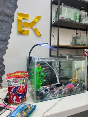 Aquarium Fish