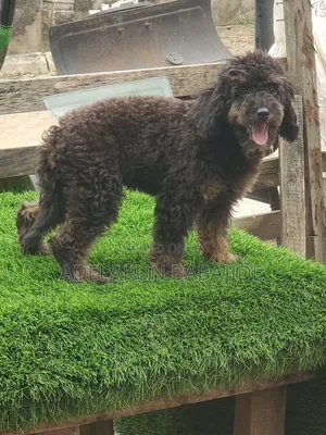3-6 months Male Purebred Poodle