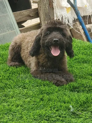 3-6 months Male Purebred Poodle