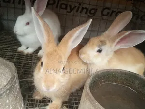Exotic Rabbit Weaners