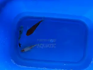Koi Fishes