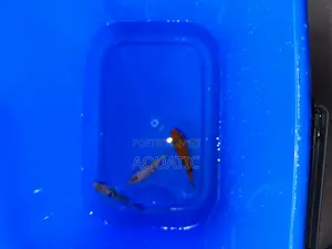 Koi Fishes