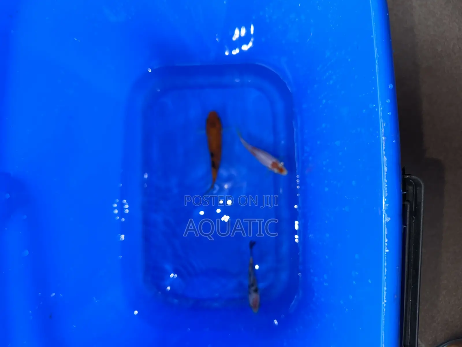 Koi Fishes